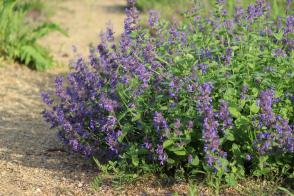 Šanta Picture Purrfect