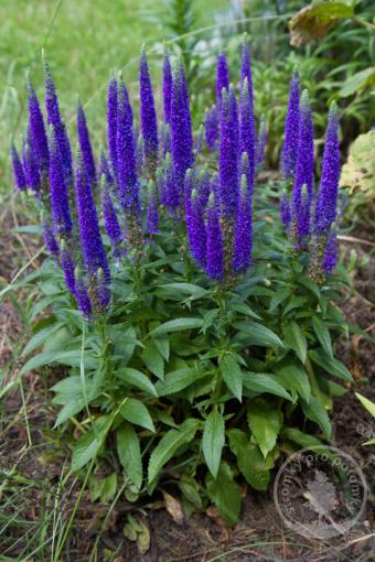 Rozrazil dlouholistý First Glory