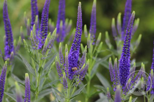 Rozrazil dlouholistý First Glory