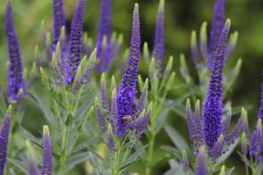 Rozrazil dlouholistý First Glory