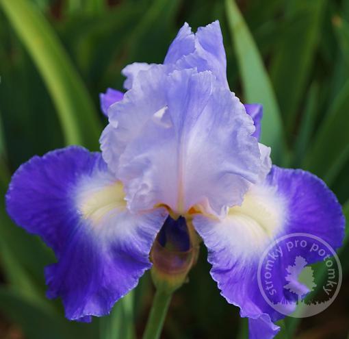 Kosatec německý City Lights