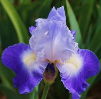 Kosatec německý City Lights