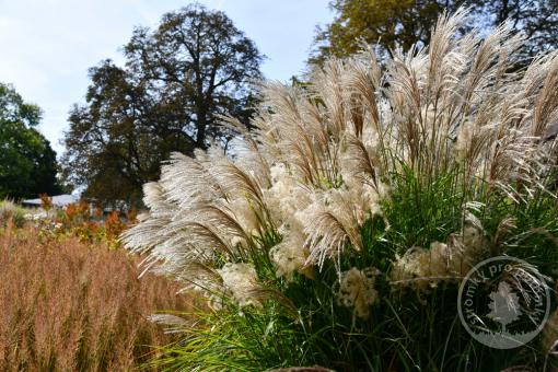 Ozdobnice čínská Herman Mussel