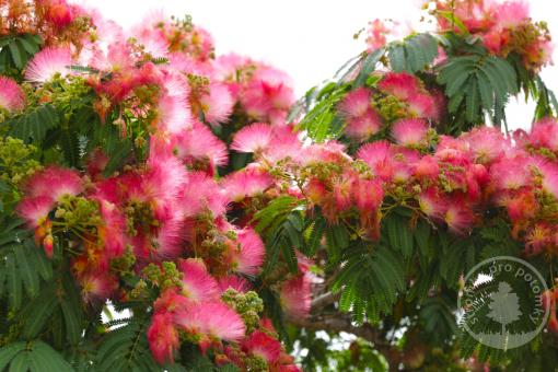 Albízie - Perská akácie Tropical Dream