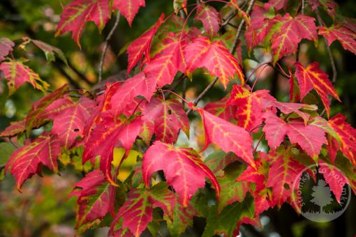 Javor červený Scanlon