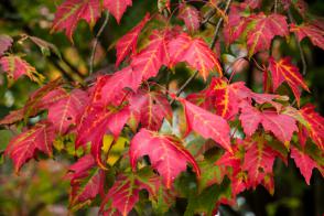Javor červený Scanlon