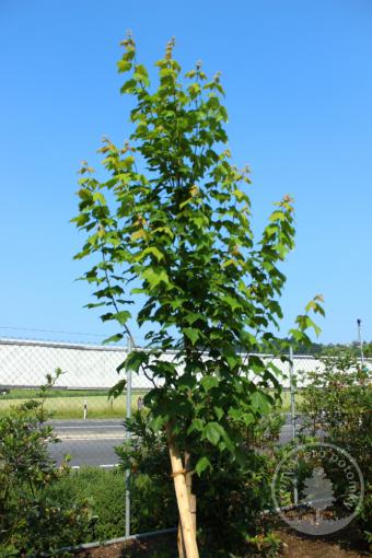 Javor červený Scanlon