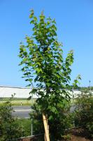 Javor červený Scanlon