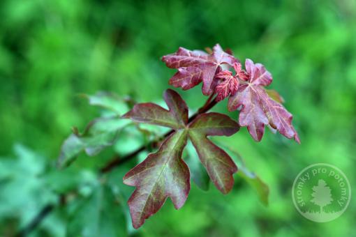 Javor babyka Red Shine