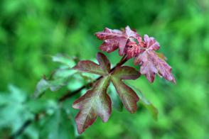 Javor babyka Red Shine