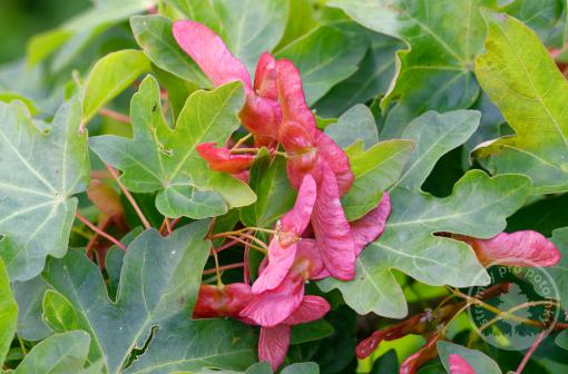 Javor babyka Red Shine