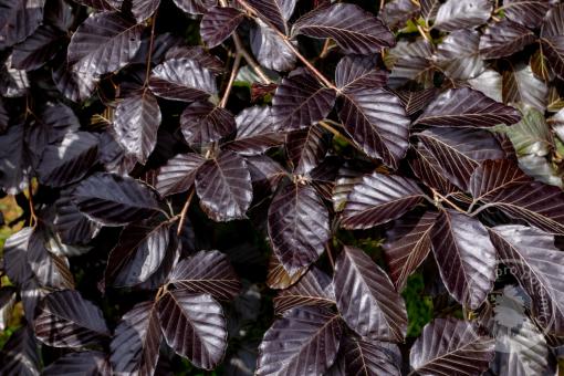 Buk lesní Black Swan