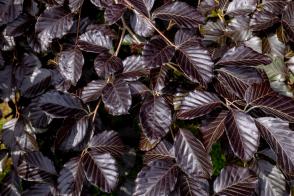 Buk lesní Black Swan