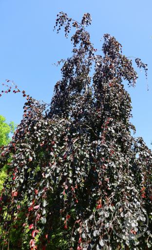 Buk lesní Black Swan