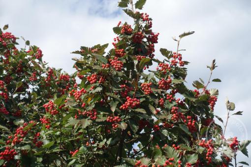 Jeřáb duryňský Fastigiata (Exklusivní sazenice)