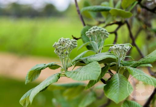 Jeřáb muk Lutescens