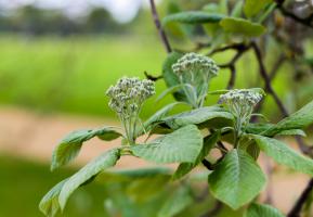 Jeřáb muk Lutescens