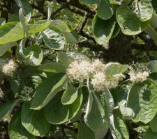 Jeřáb muk Lutescens