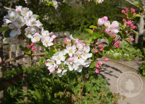 Okrasná jabloň Red Sentinel (kmínek 50 cm)