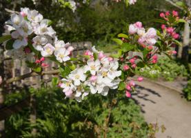 Okrasná jabloň Red Sentinel (kmínek 50 cm)