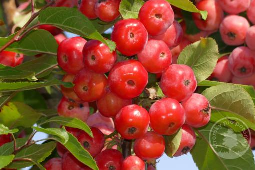 Okrasná jabloň Red Sentinel (kmínek 180 cm)