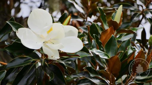 Magnolie velkokvětá Alta