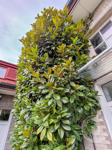 Magnolie velkokvětá Alta