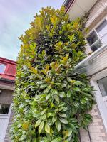 Magnolie velkokvětá Alta