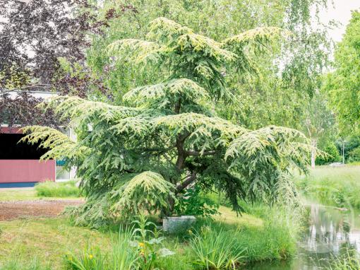 Cedr himalájský Lime Glow