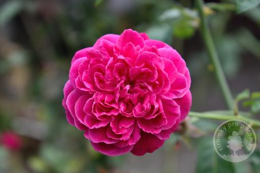 Růže historická Duc de Guiche