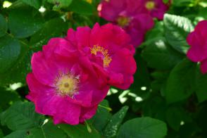 Růže sadová James Mason