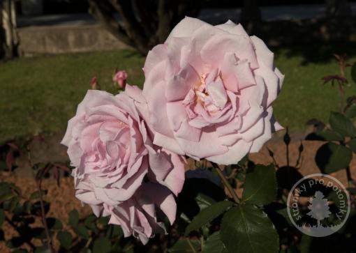 Růže velkokvětá (čajohybrid) La France