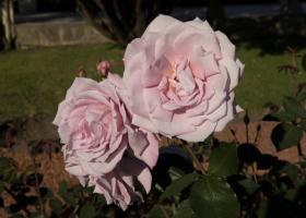 Růže velkokvětá (čajohybrid) La France