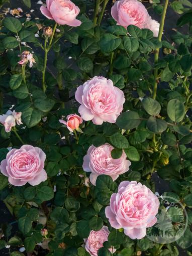 Růže anglická Queen of Sweden