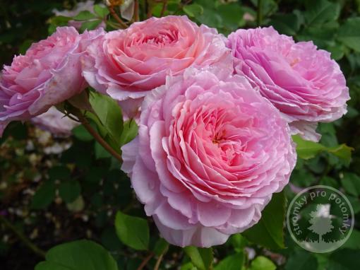 Růže pnoucí anglická James Galway