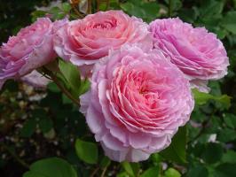 Růže pnoucí anglická James Galway