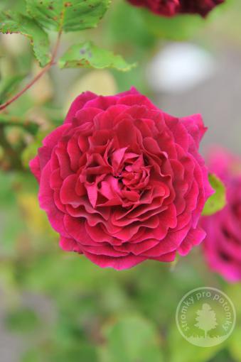 Růže historická Empereur du Marock