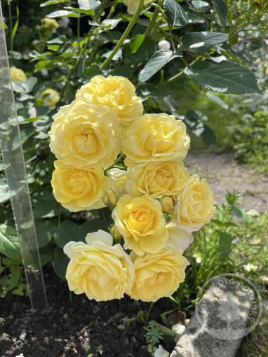 Růže pnoucí mechovka Golden Moss