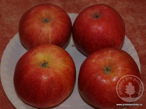 James Grieve Red jabloň podnož A2