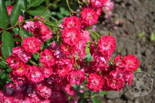 Růže půdopokryvná Fairy Dance