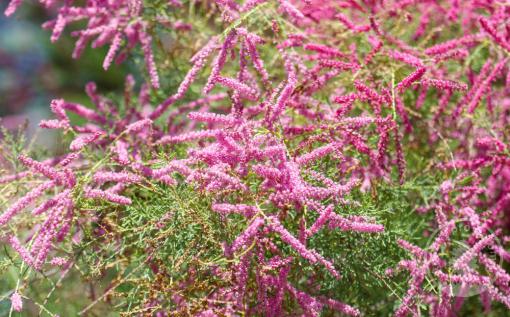 Tamaryšek kaspický Rubra