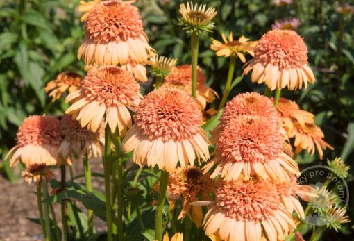Echinacea (Třapatka) nachová Papallo Semi Double Peach