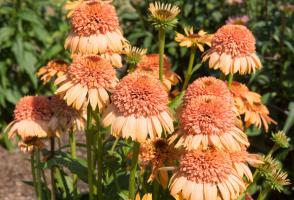 Echinacea (Třapatka) nachová Papallo Semi Double Peach
