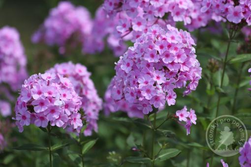 Plaménka latnatá Early Lavender Pop