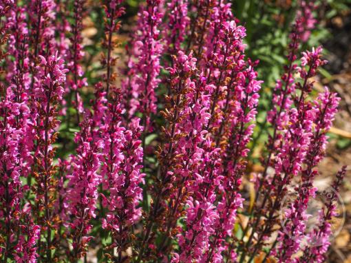 Šalvěj hajní Medium Pink