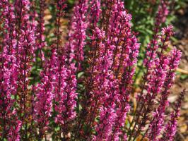 Šalvěj hajní Medium Pink