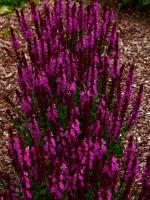 Šalvěj hajní Ave Maria