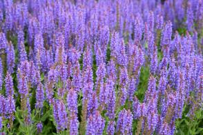 Šalvěj hajní Rügen