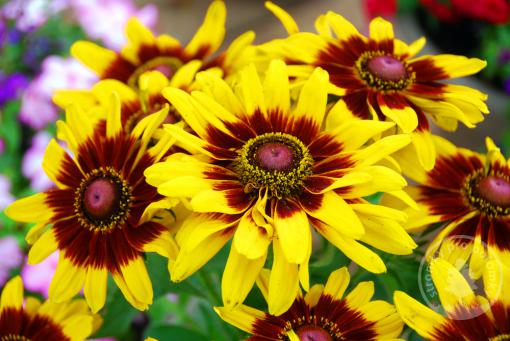 Rudbekie x hybrida SmileyZ Tiger