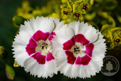 Hvozdík Moutain Frost Ruby Snow